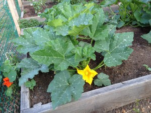 Squash Blossom