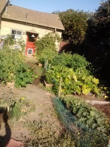 7/1/12 Garden